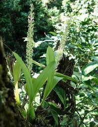 Image result for Liparis caespitosa