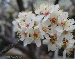 Over 80 gardeners grow fruit, vegetables, flowers and other plants on the two acres (0.8 hectares) of the festival beach. Mexican Plum In Flower Photo Contest Entry For Ggw Digging