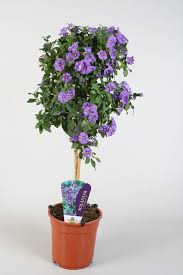 Image result for Lycianthes rantonnetii