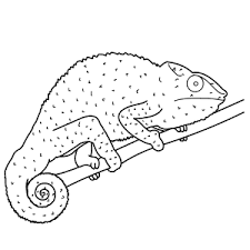 How to draw animals com. Learn How To Draw Animals Step By Step