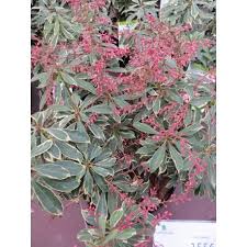 Image result for Pieris japonský obrázek