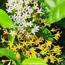 Image result for Tarenna