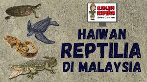 Contoh hewan amfibi misalnya adalah katak, kadal, salamander, sesilia, dan sebagainya. Haiwan Reptilia Di Malaysia Youtube