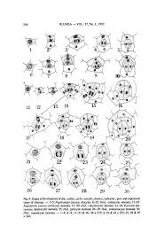 Image result for Tectaria fernandensis