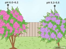 For that, you just have to know how to change soil ph, something that the dose to lower the ph 1 degree is 4 grams of sulfated iron per liter of water. How To Lower Soil Ph With Pictures Wikihow