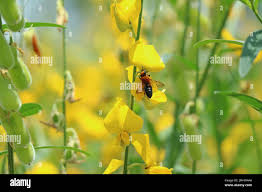 Image result for Crotalaria incompta