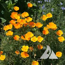 Image result for Eschscholzia
