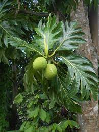 Maybe you would like to learn more about one of these? Breadfruit Tree Grenada Breadfruit Gardening Ideas Vegetable Fruit Plants