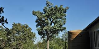 Image result for Lannea discolor