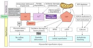 Myocardial Reperfusion Injury And Oxidative Stress