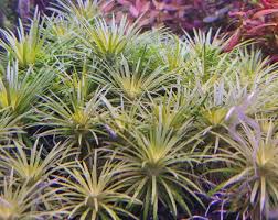 Image result for Syngonanthus