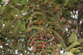 Image result for Embelia schimperi