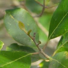 Image result for Olea capensis