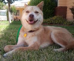 Meet Rio Rescued From A South Korean Market She Is Incredible She Loves Living In So Cal Has A Wonderful Time Now Dogs Dog Sounds Custom Pet Memorials