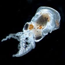 In general, a series of squares (quadrats) of a set size are placed in a habitat of interest and the species within those quadrats are identified and recorded. Census Of Marine Life Entdeckt Neues Leben In Der Tiefsee Innovations Report