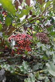 Image result for Leea guineensis
