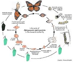 Butterfly Life Cycle Printable Monarch Butterfly Egg