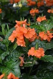 Image result for Crossandra pyrophila