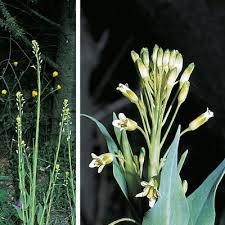 Image result for Turritis glabra