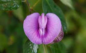 Check spelling or type a new query. Bunga Mirip Vagina Yang Begitu Banyak Manfaatnya Berbagi Informasi