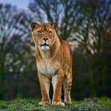 Nubian Lion Now Extinct In The Wild Rare Animals Animals Extinct Animals