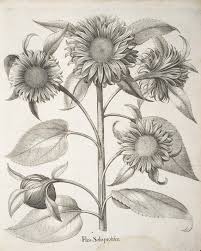 Vintage Botanical Black And White Botanical Prints Vintage Sunflower Botanical Print Black And White Vintage Wall Etsy In 2020 Vintage Wall Art Botanical Prints Art