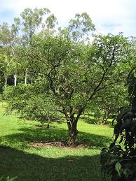 Image result for Malpighia