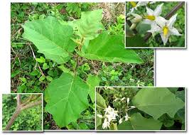 Image result for Solanum torvum