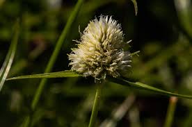 Image result for Ascolepis capensis