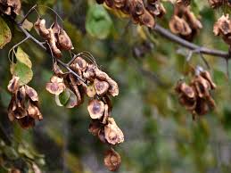 Image result for Pterocarpus lucens