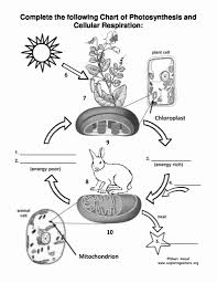 Start studying pogil photosynthesis and respiration photosynthesis & cellular respiration pogil answer key. Cellular Respiration Pogil Worksheet Answer Key Studylib Net Essys Homework Help Flashcards Research Andersen Walks You Through The Cellular Respiration Lab Intro Music Atributiontitle Dirutshek