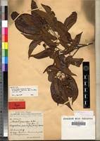 Image result for Nesogordonia