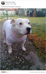 Its Cold Out Imma Wear Ma Jamas Dogs Know Your Meme