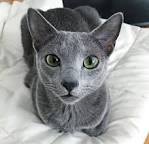 Available Russian Blue Kittens For Sale & Cats For Adoption
