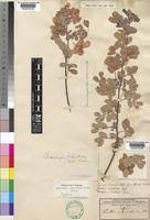 Image result for Humularia