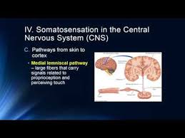 Somatosensation Youtube
