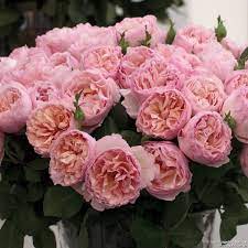 Mes sincères remerciements pour avoir gardé notre faune et nos rhinocéros en sécurité. Princesse Charlene De Monaco Syn Duftjuwel Kaufen Edelrose Agel Rosen
