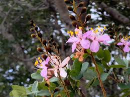 Image result for Baikiaea