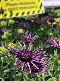 It has grown over the years into a specialty plant nursery. Trees Archives Western Garden Centers