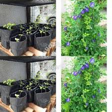 Bunga telang (clitoria ternatea) adalah tumbuhan merambat yang biasa ditemukan di pekarangan atau tepi hutan. Anak Pokok Bunga Telang Shopee Malaysia