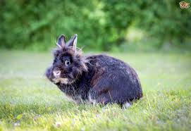 Pet sitters also provide basic home care services while you're gone such as bringing in the newspaper, flyers and mail, watering plants, alternating lights, adjusting blinds and setting out or taking in trash, yard debris, and recycling. Small Animal Highlight Rabbits Alexandria Pet Care Pet Sitting Dog Walking And Dog Training