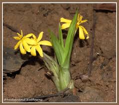 Image result for Curculigo pilosa