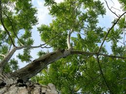 Image result for Cedrela