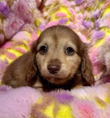 Precious long haired chocolate based cream sable fella 💕