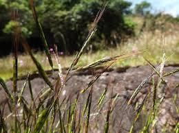 Image result for Dichanthium