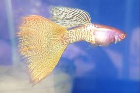 Albino Metal Yellow Lace Guppy Guppy Fish Fresh Water Fish Tank Tropical Fish Aquarium