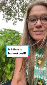 How to Store Basil After Harvesting