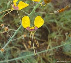Image result for Cleome angustifolia