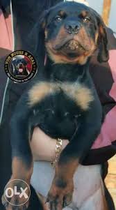Avery can be registered with the akc and comes with a health guarantee provided by the breeder. Rottweiler Puppies Dogs Olx Online Classifieds