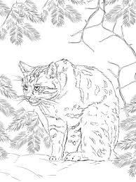 Siberian cat sits on a tree. Scottish Wildcats May Look A Little Like Your Pet Tabby But These Are Incredibly Tough Super Pre Cat Coloring Page Animal Coloring Pages Mandala Coloring Pages